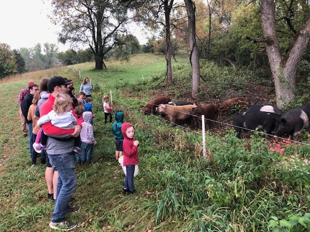 Families and children observing pigs in a pasture during a farm visit, surrounded by trees and greenery on an autumn day.