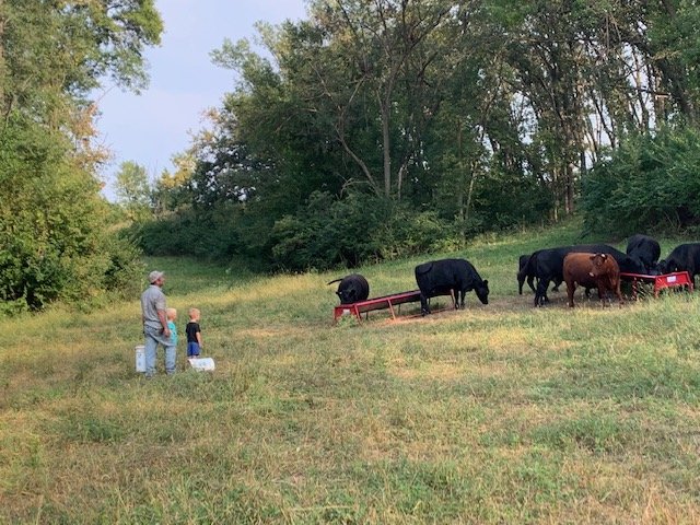 A man and a young boy feeding black cattle in a lush green field, surrounded by trees, showcasing rural life and agriculture.