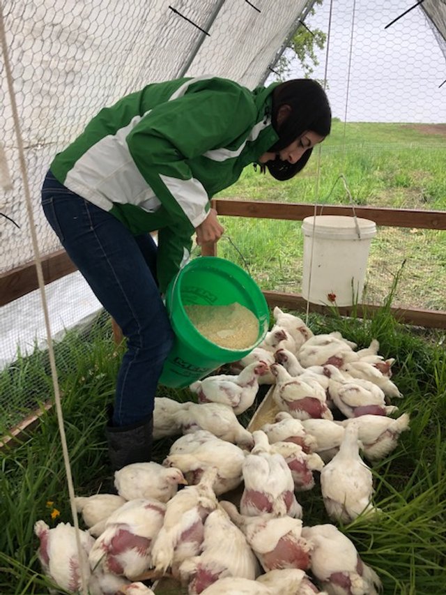 A woman in a green jacket is feeding a flock of chickens inside a poultry shelter, demonstrating sustainable farming practices. The scene captures the importance of animal care in agriculture.