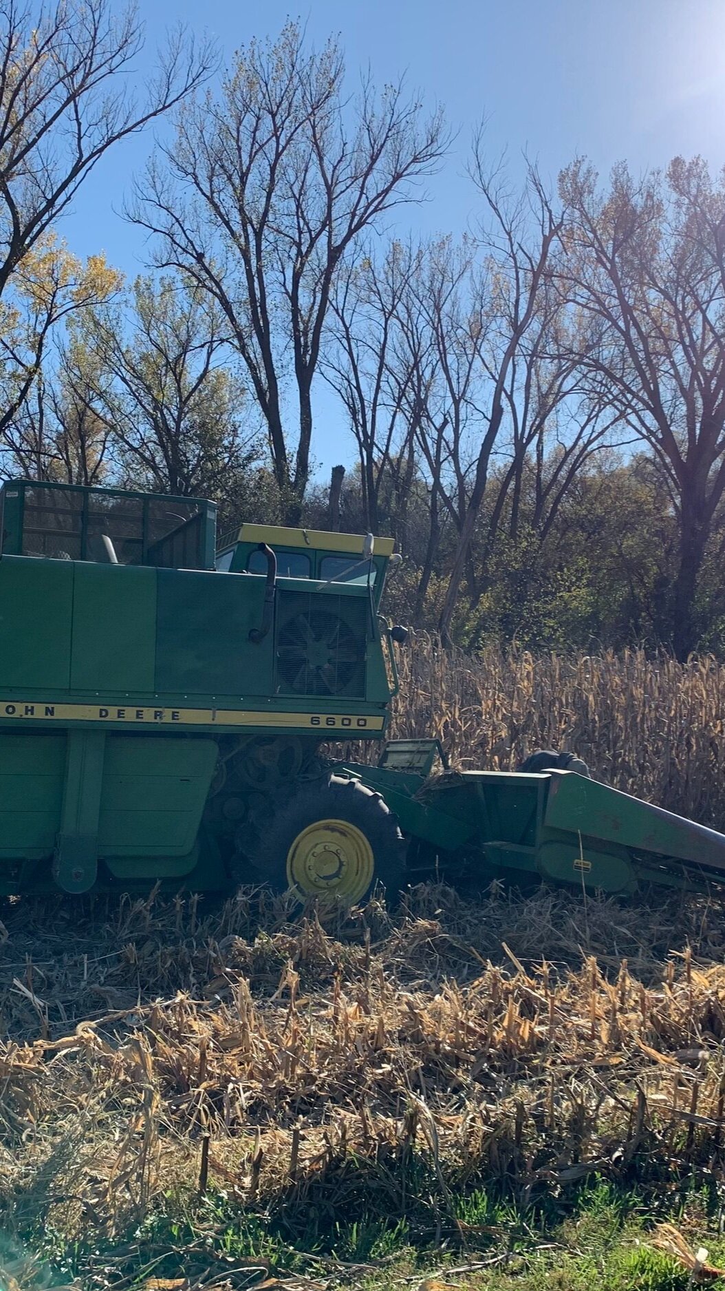 Combine+and+Will John Deere 6600 combine harvester working in a cornfield surrounded by trees under a clear blue sky, showcasing agricultural machinery in action during harvest season.