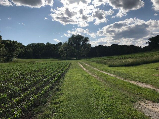 Lush green farmland with rows of crops on either side of a dirt path, under a partly cloudy sky, showcasing a tranquil rural landscape.